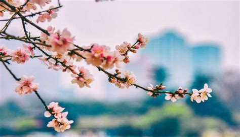 桃花枝怎麼養|水培桃花枝怎麼養 